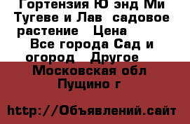 Гортензия Ю энд Ми Тугеве и Лав, садовое растение › Цена ­ 550 - Все города Сад и огород » Другое   . Московская обл.,Пущино г.